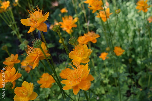 Trollius Golden Queen - Globe Flower 