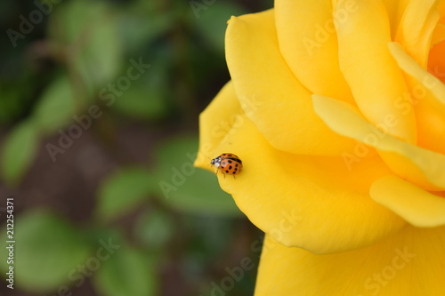 Lady bug on yellow rose