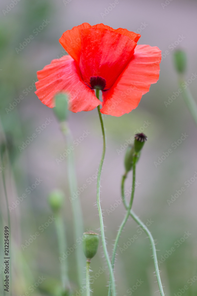 Naklejka premium Red poppies field, remembrance day symbol