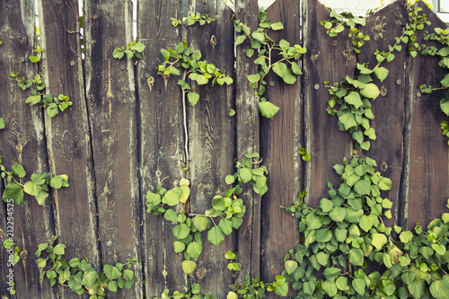 fence overgrown with ivy © Иосиф Громадко