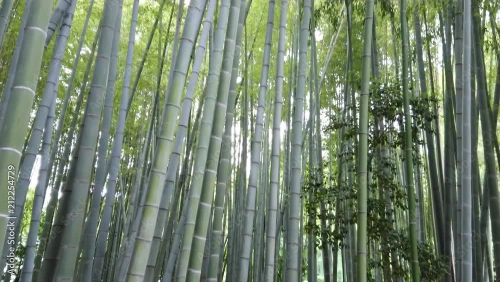 Amazing wide angle view of the Bamboo Forest in Kamakura - TOKYO / JAPAN - JUNE 17, 2018 Amazing wide angle view of the Bamboo Forest in Kamakura - TOKYO / JAPAN - JUNE 17, 2018
