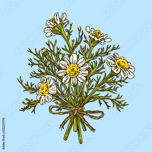 Bouquet of chamomile pharmacy. Color. Engraving style. Vector illustration.