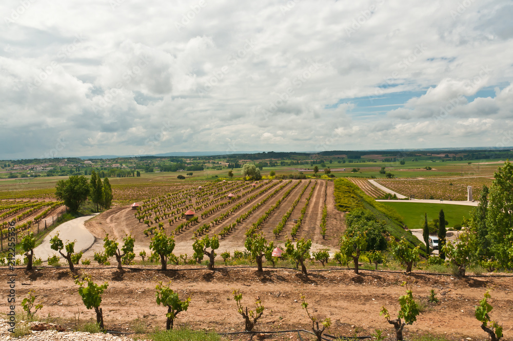Top view, long distance of rows of thirty five year old grapevines on a third generation vineyard on a summer, sunny, cloudy day in the southeast region of wine country of Spain