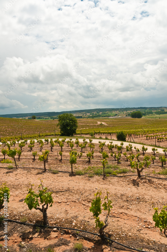 Top view, long distance of rows of thirty five year old grapevines on a third generation vineyard on a summer, sunny, cloudy day in the southeast region of wine country of Spain