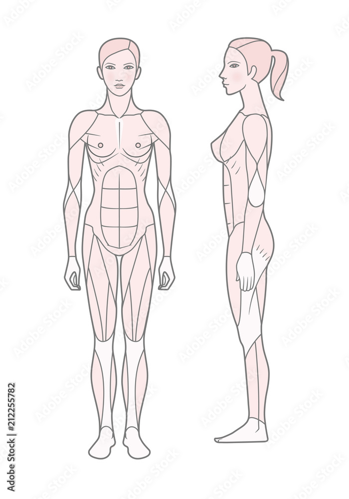 Template. Scheme of the muscular sistem of a woman. Front and side view. Isolated on white background. Template. Scheme of the muscular sistem of a woman. Front and side view. Isolated on white background.