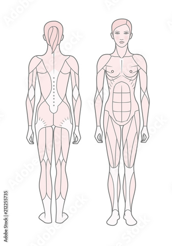 Template. Scheme of the musculature of a woman. Front and rear view.  Isolated on white background.