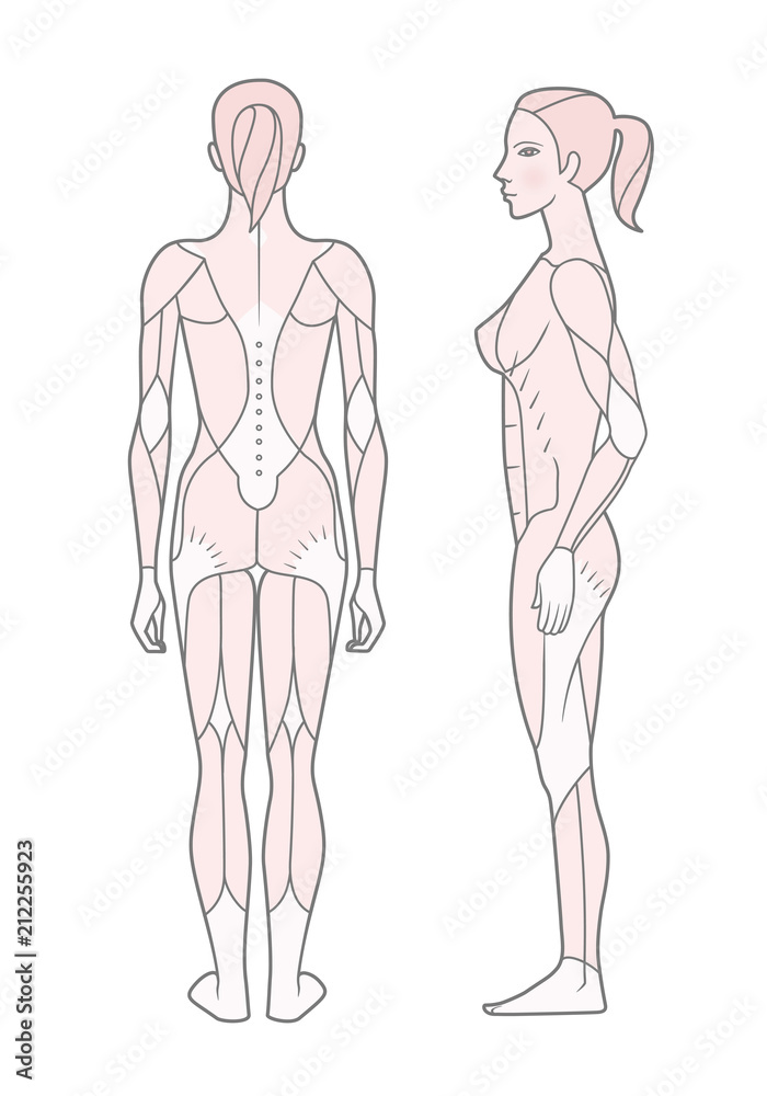 Template. Scheme of the musculature of a woman. Side and rear view. Isolated on white background. Template. Scheme of the musculature of a woman. Side and rear view. Isolated on white background.