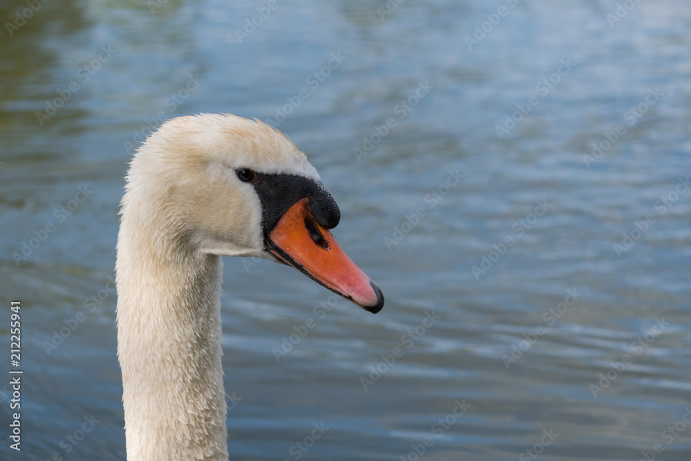 cygnus Kopf cygnus Kopf