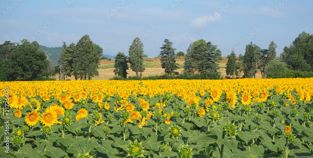 Obraz premium Yellow sunflowers. Wonderful rural landscape of sunflower field in sunny day