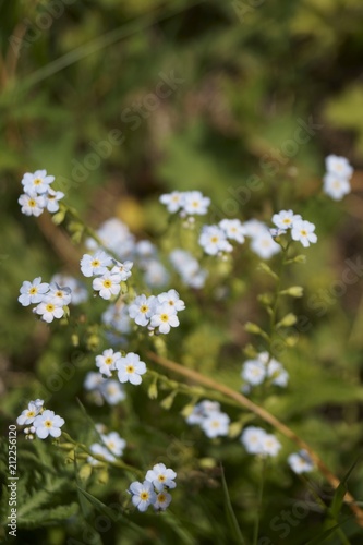 Wild flowers - blue "Water Forget-Me-Not" (Myosotis alpestris)