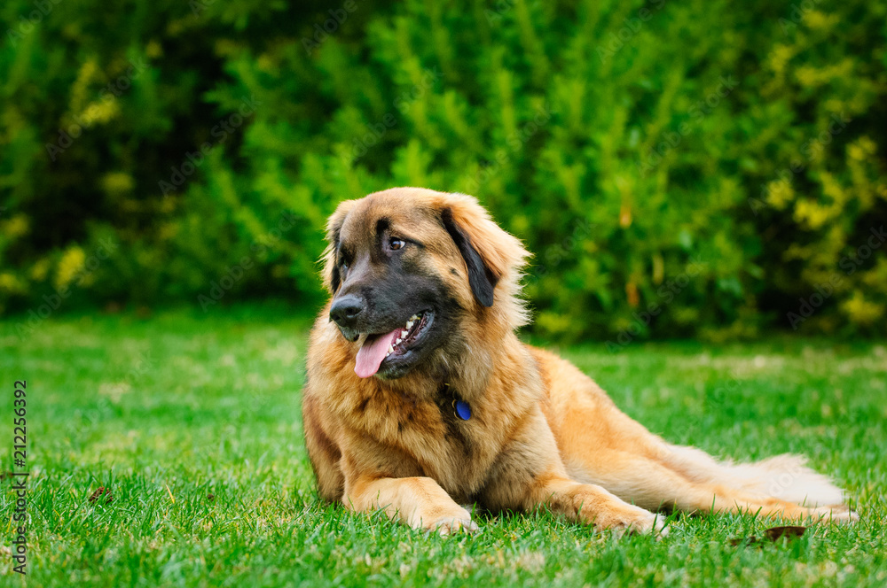 Leonberger dog outdoor portrait lying down in grass