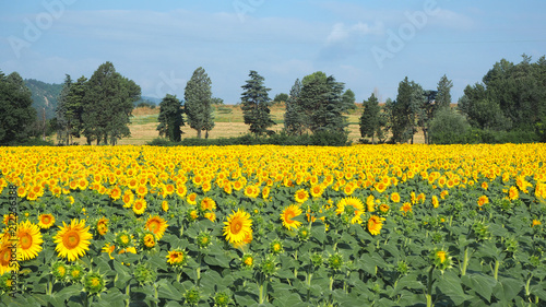 Yellow sunflowers. Wonderful rural landscape of sunflower field in sunny day