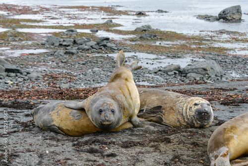 Elephant seals on beach