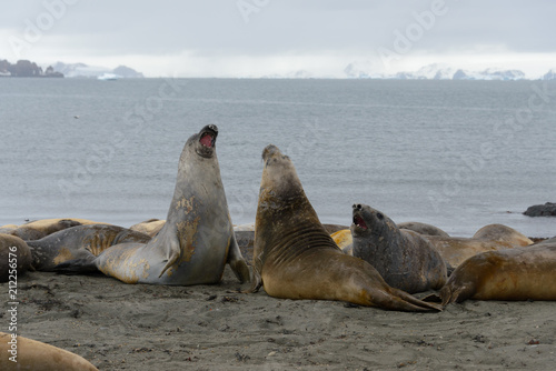 Elephant seals fighting on beach