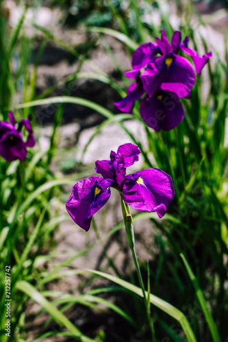 fresh purple irises flowers