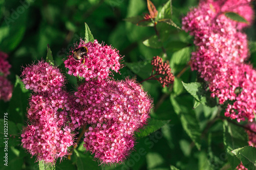 Bumblebee on flowering pink Spirea in the garden