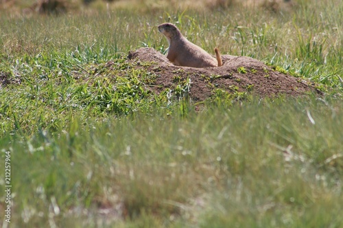 Prairie Dog on Guard