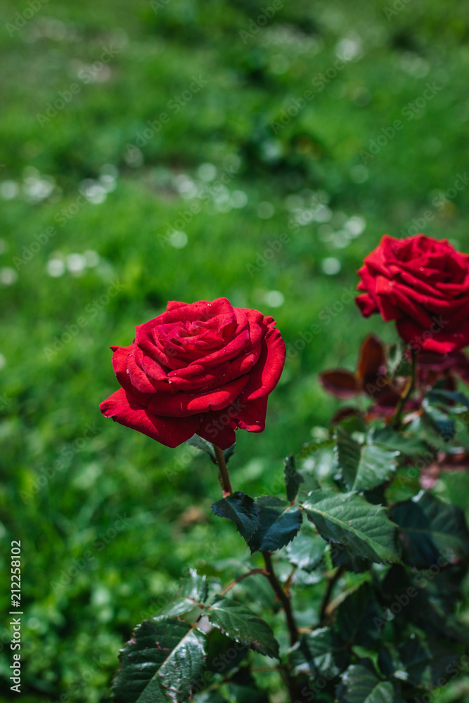 blooming red roses in summer garden blooming red roses in summer garden