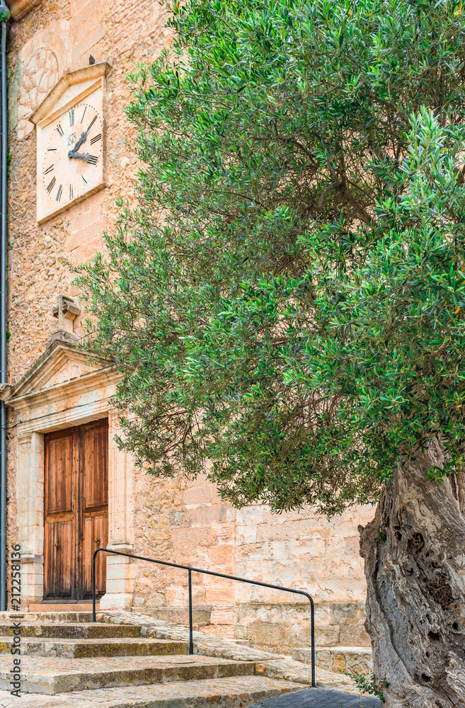 Idyllic view of old olive tree in mediterranean village