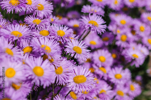 Purple Aromatic aster or Symphyotrichum oblongifolium flower in garden