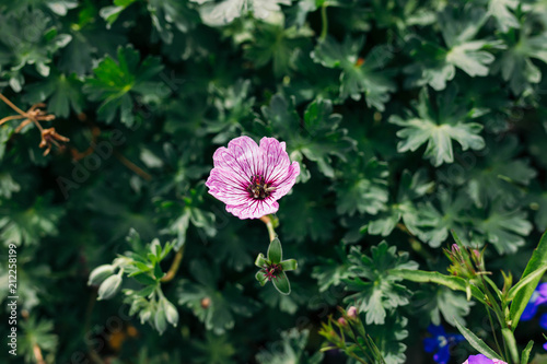 blooming geranium cinereum
