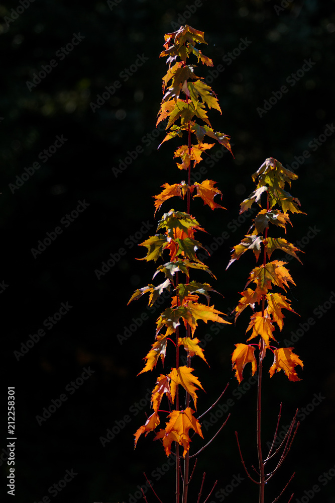 Portrait Golden Maple Leaves Against Dark Background Portrait Golden Maple Leaves Against Dark Background