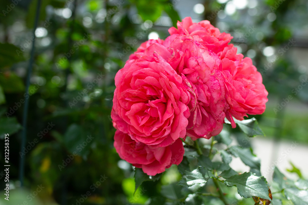 blooming red roses in summer garden blooming red roses in summer garden
