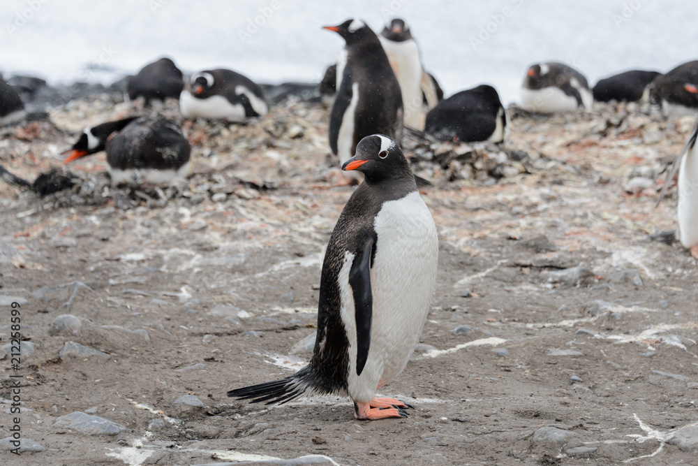 Naklejka premium Gentoo penguin on beach