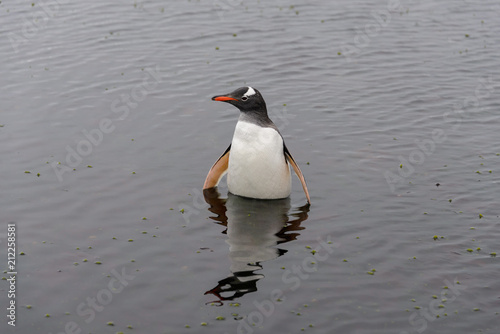 Gentoo penguin in water © Alexey Seafarer