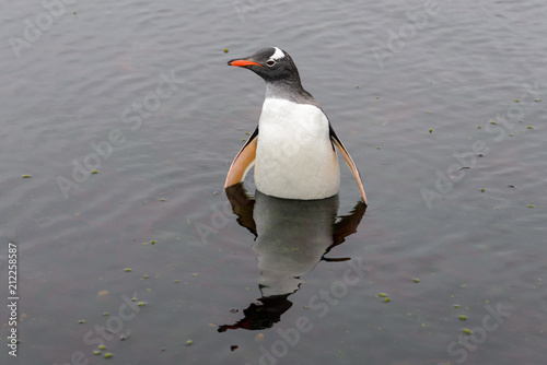 Gentoo penguin in water