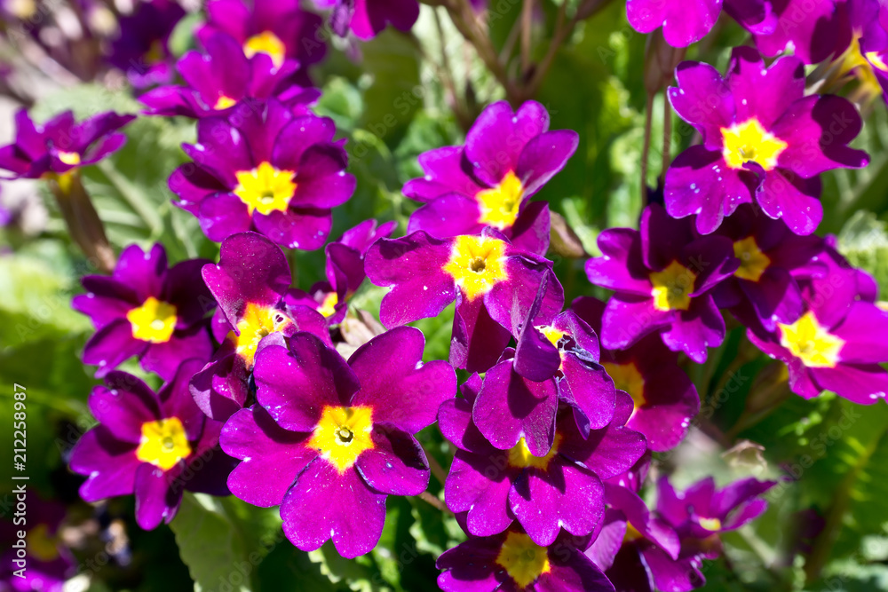Primula flower on the flower bed Primula flower on the flower bed