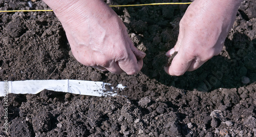 Planting vegetables photo