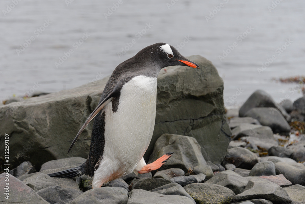 Fototapeta premium Gentoo penguin on beach