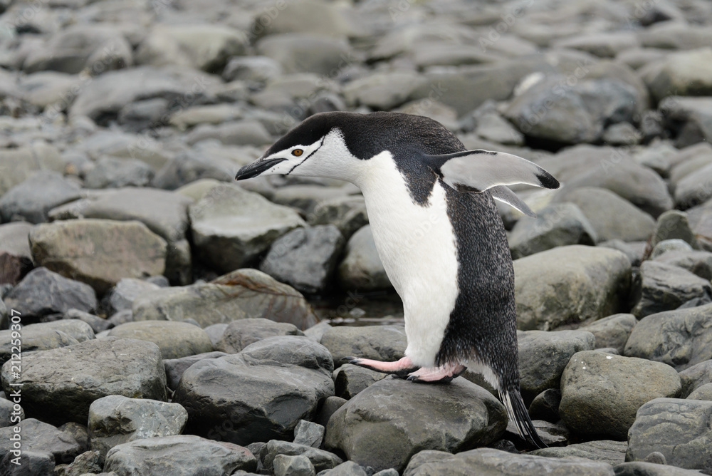 Obraz premium Chinstrap penguin on the beach