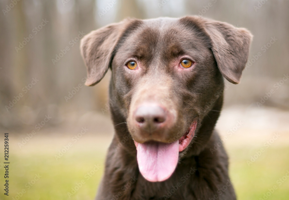 Outdoor portrait of a Chocolate Labrador Retriever dog