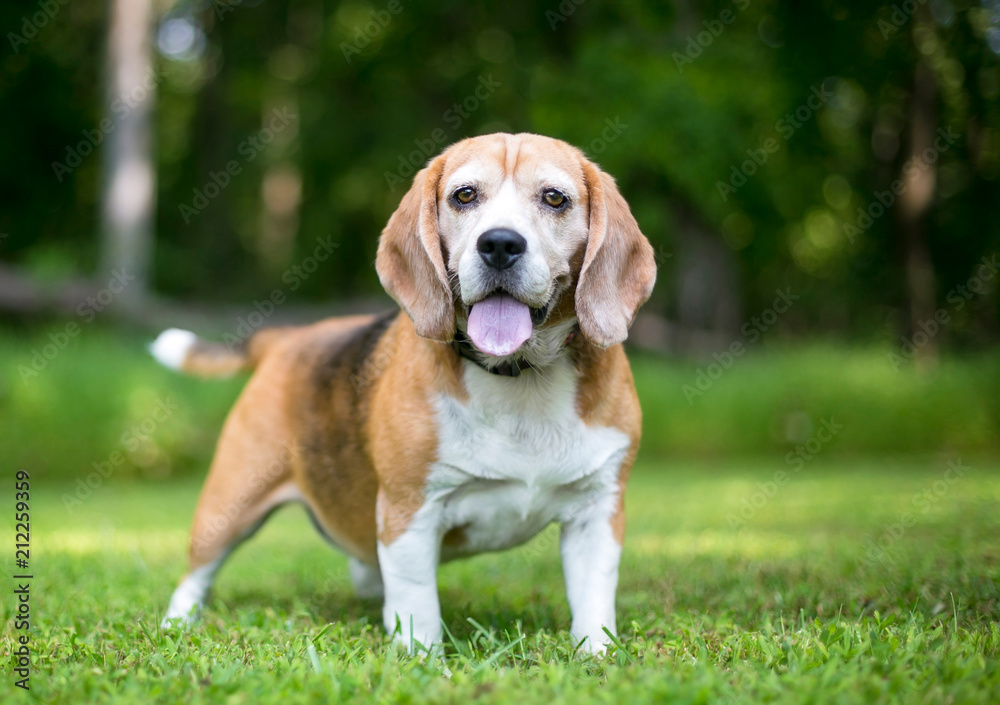 A red and white Beagle dog outdoors