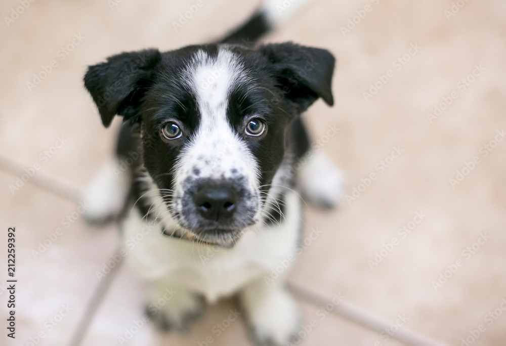 A cute black and white Border Collie mixed breed puppy looking up A cute black and white Border Collie mixed breed puppy looking up