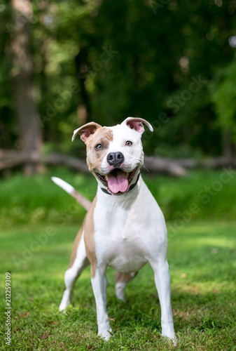 A tan and white Pit Bull Terrier mixed breed dog with a happy expression