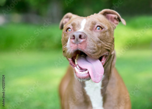 A red and white Pit Bull Terrier mixed breed dog panting