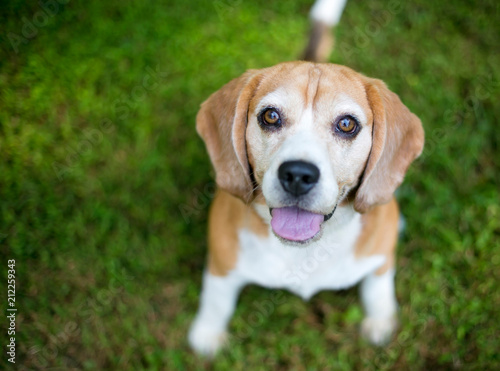 A red and white Beagle dog looking up