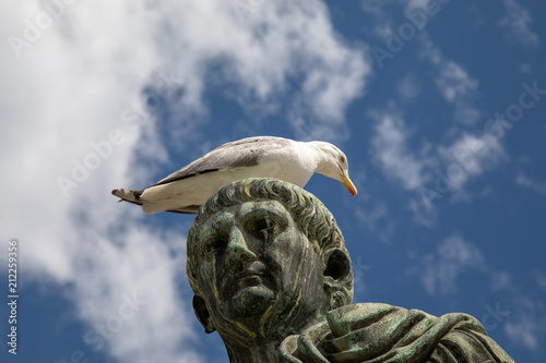 Photography seagull on Ceaser statue rome