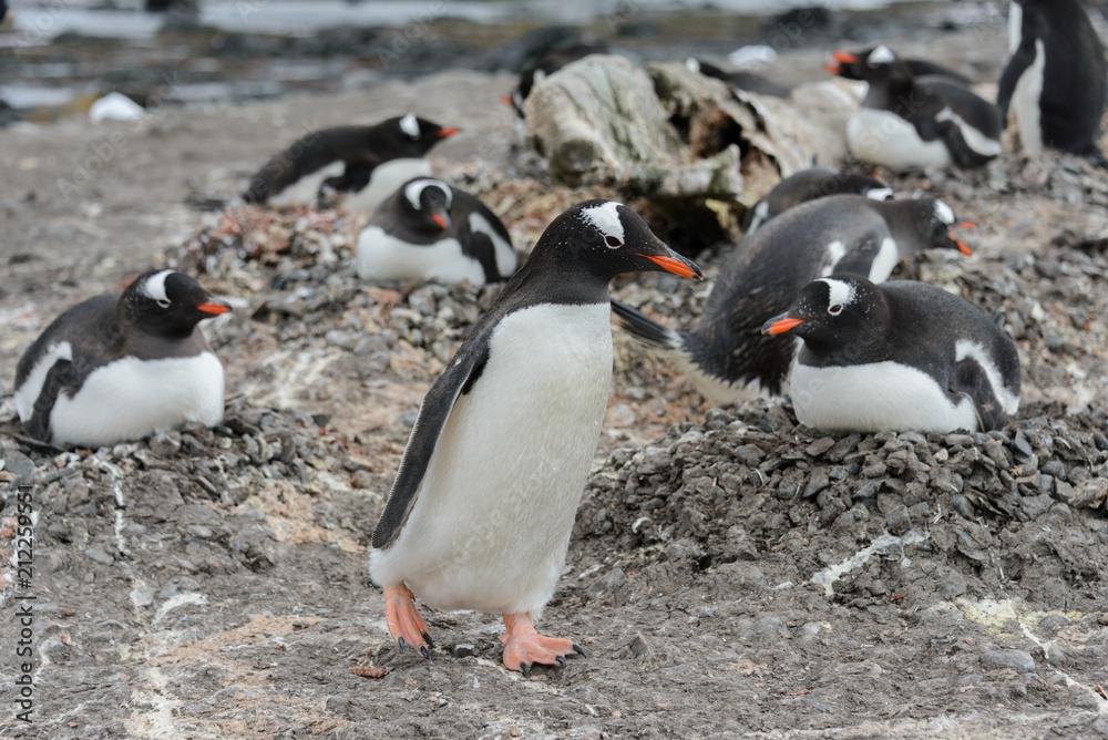 Obraz premium Gentoo penguin going on beach