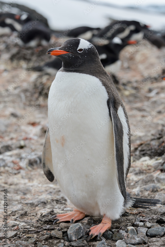 Naklejka premium Gentoo penguin going on beach