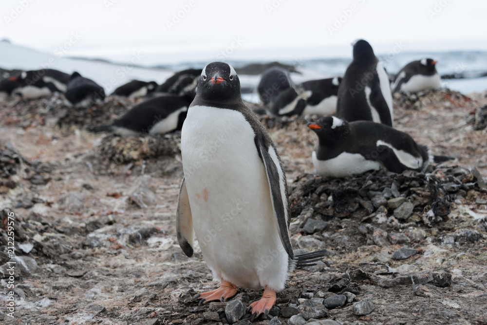 Obraz premium Gentoo penguin going on beach