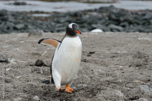 Gentoo penguin going on beach