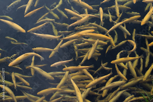 Pound full of amber trout fishes swimming freely in water on fish farm. photo