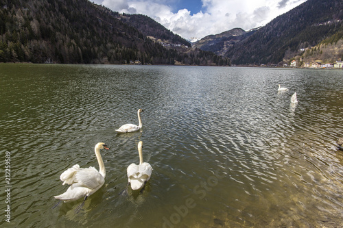 Lake Alleghe. Morning at Lake Alleghe, Dolomities, Italy. UNESCO World Natural Heritage, Belluno, Italy. White swans on the lake