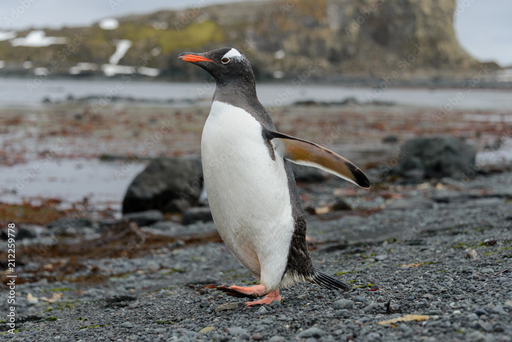 Fototapeta premium Gentoo penguin going on beach