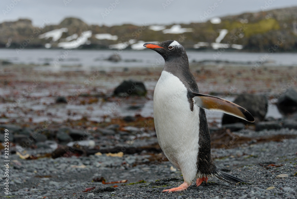 Fototapeta premium Gentoo penguin going on beach