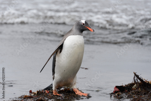 Gentoo penguin going on beach © Alexey Seafarer